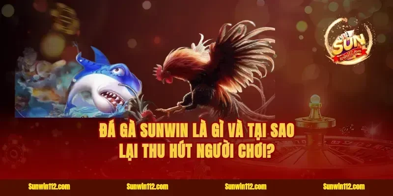Đá gà Sunwin là gì và tại sao lại thu hút người chơi?